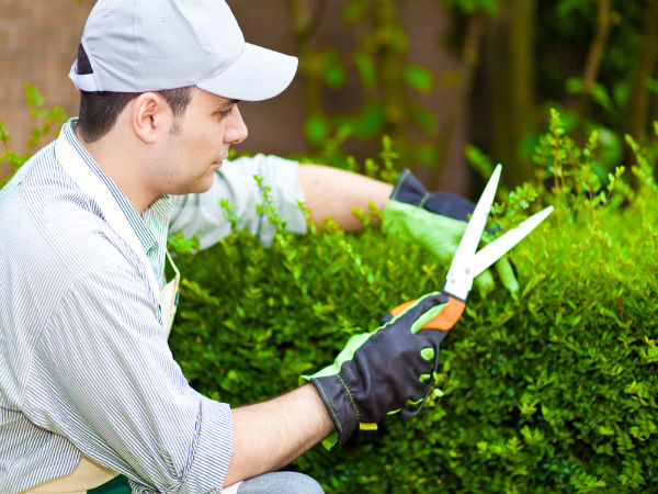 Tips for Pruning and Trimming Vertical Gardens