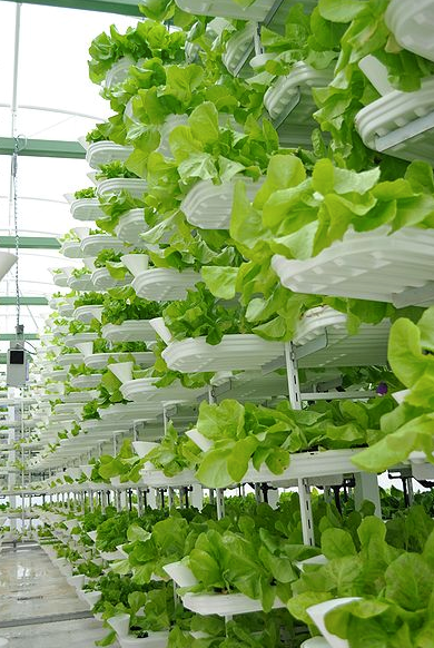 Vertical Farming Trends for the Next Decade