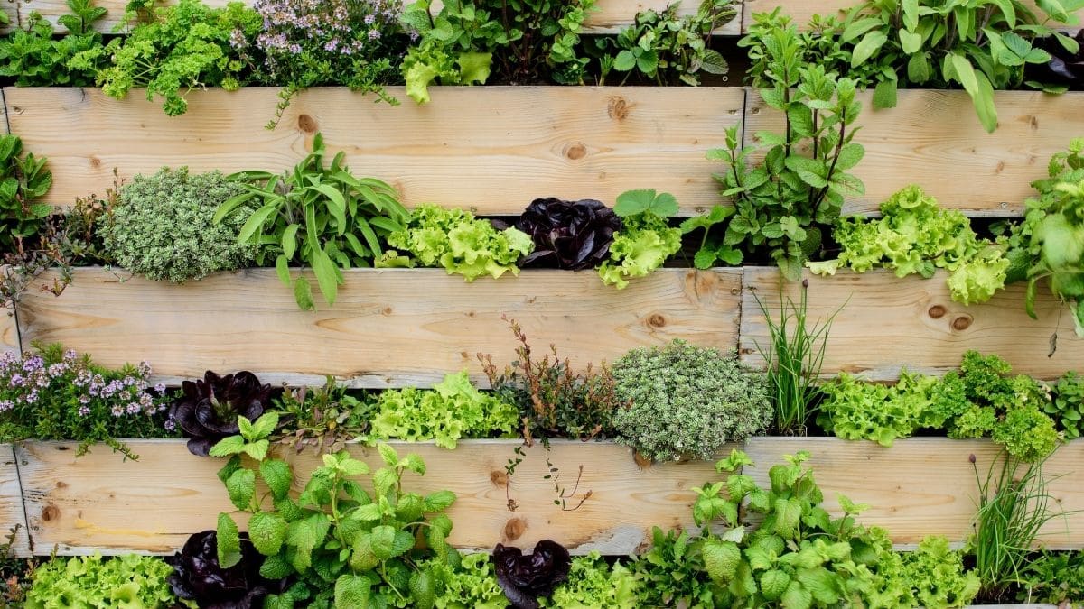 Therapeutic Benefits of Vertical Gardening