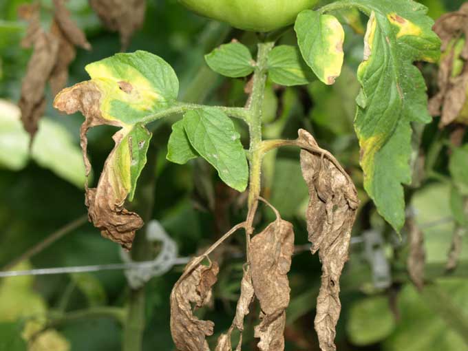 Troubleshooting Common Vertical Garden Issues