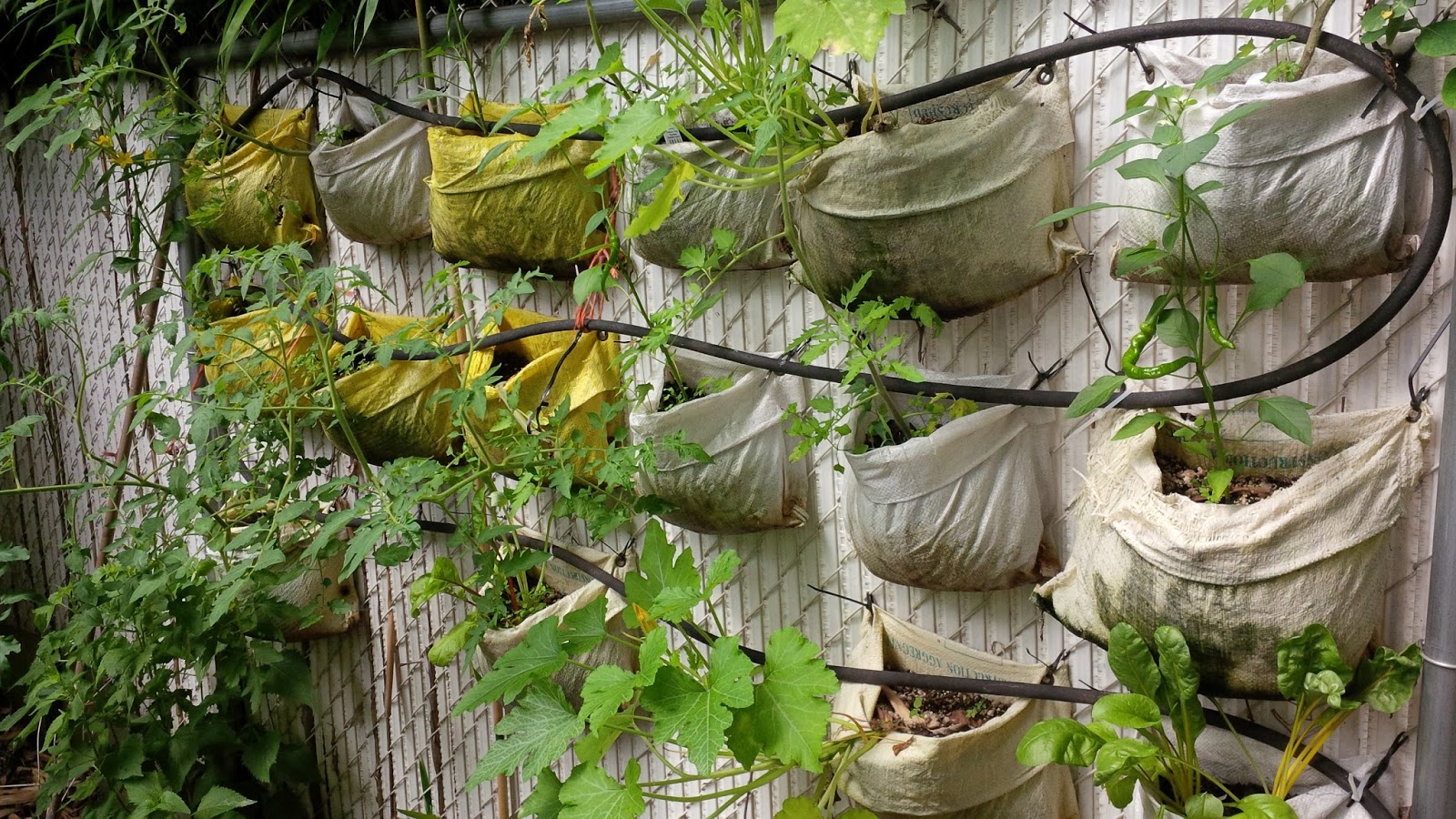 The Science of Vertical Gardening: Why Plants Thrive in Vertical Spaces