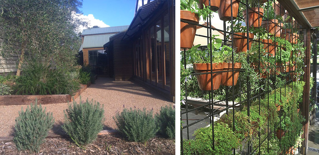 Vertical Gardens and the Preservation of Indigenous Plant Species