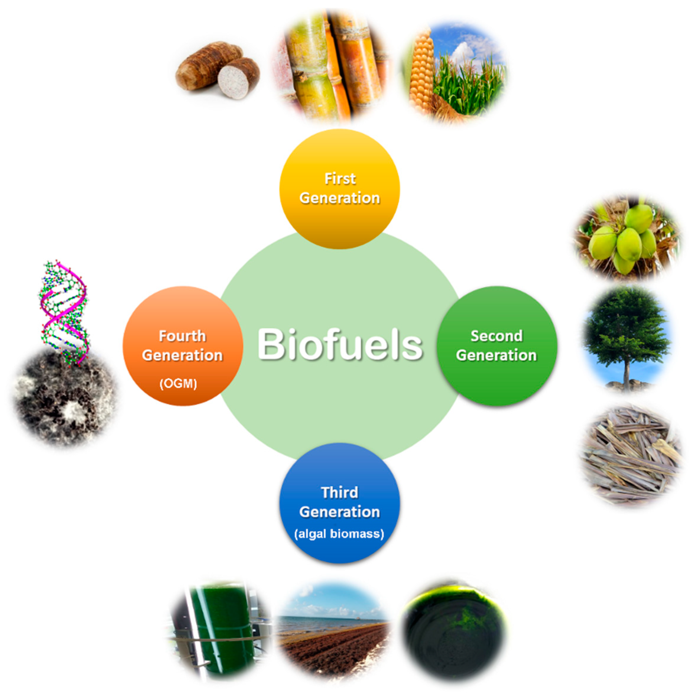 Sustainable Practices in Biofuel Production