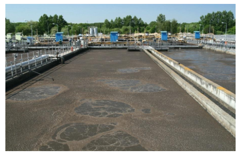 Bioaugmentation in Wastewater Treatment: A Promising Frontier