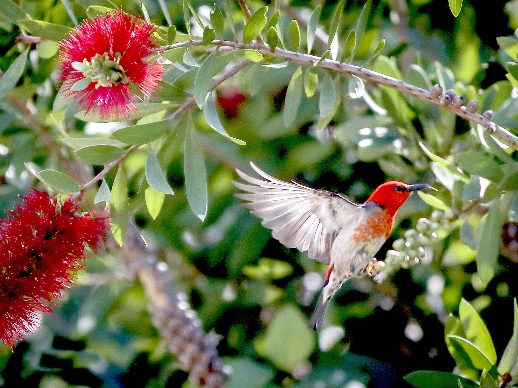 Attracting Wildlife with Vertical Gardens