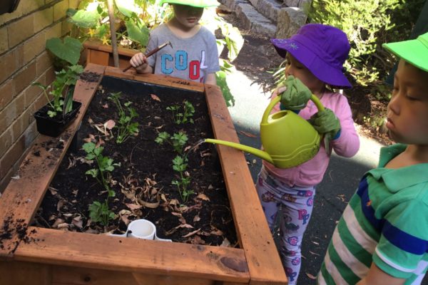 Teaching Sustainability through Vertical Gardening