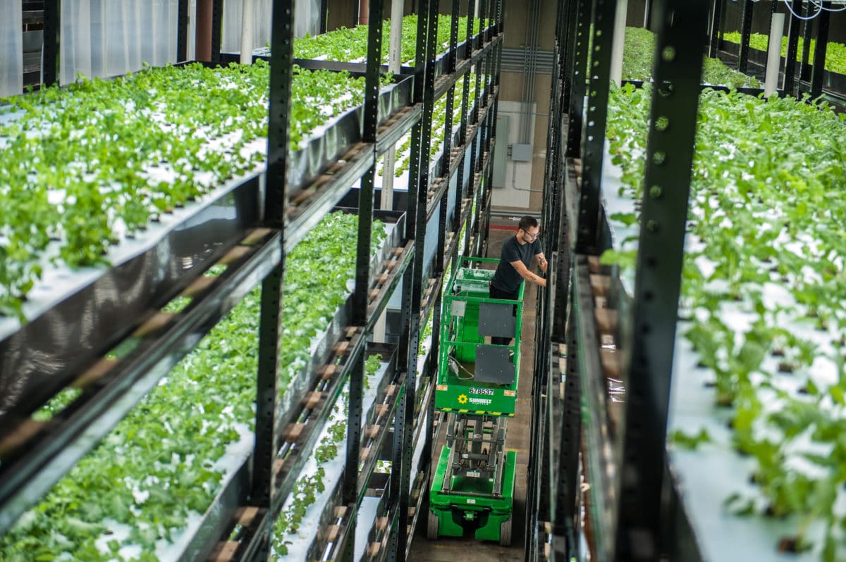 Vertical Farming and Community Gardens