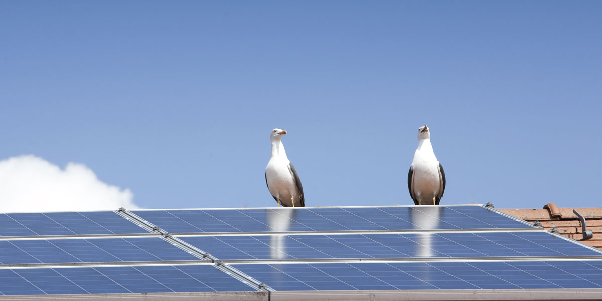 Solar Energy and Bird Mortality