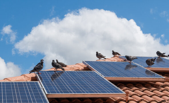 Solar Energy and Bird Mortality