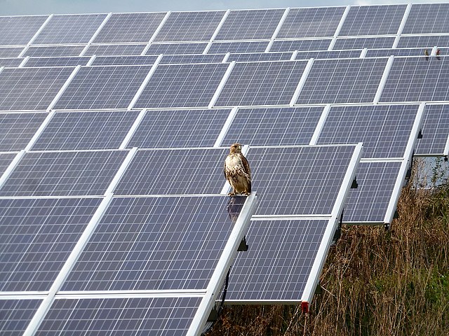 Solar Energy and Bird Mortality