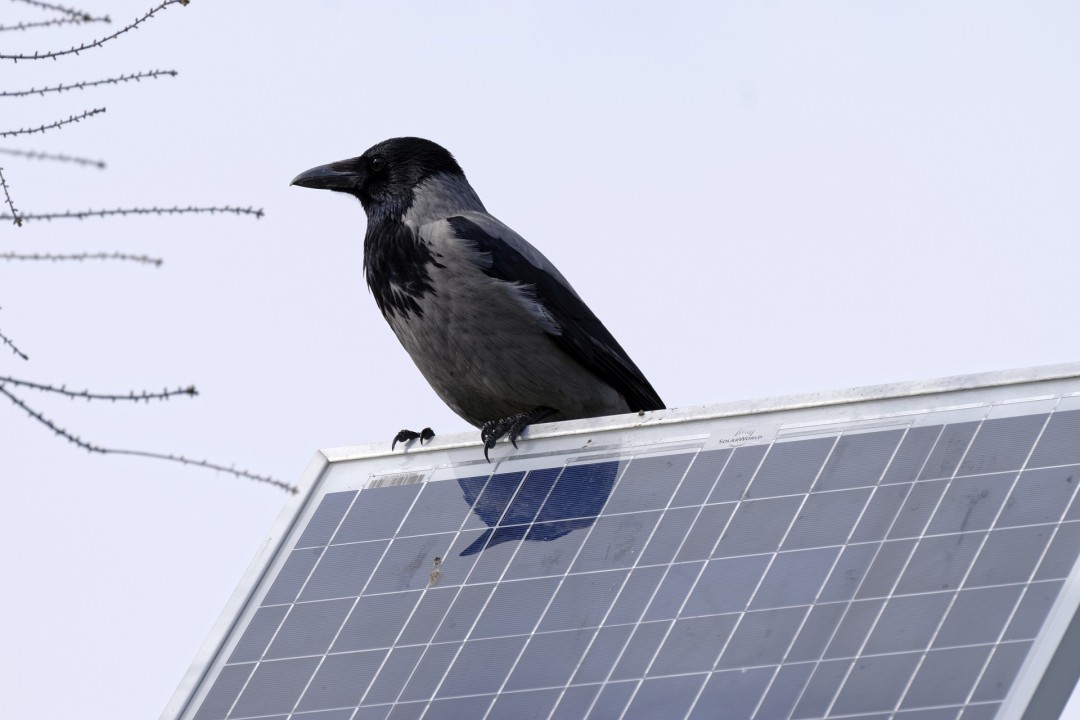 Solar Energy and the Fight Against Wildlife Extinction