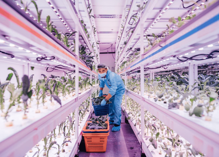 The Role of Vertical Farms in a Post-Pandemic Food System