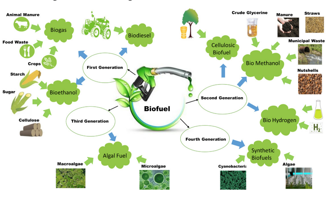 Decarbonizing Transportation with Biofuels: A Leadership Perspective