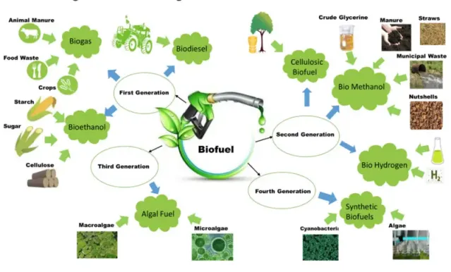 Biofuels' Role in Energy Diversification