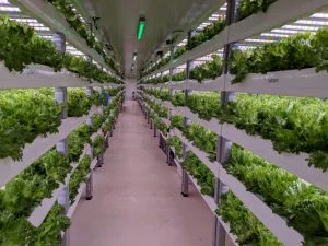 The Future of Vertical Farming Research