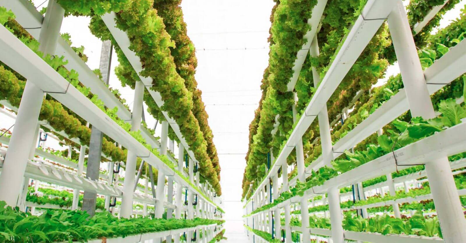 The Evolution of Vertical Farming