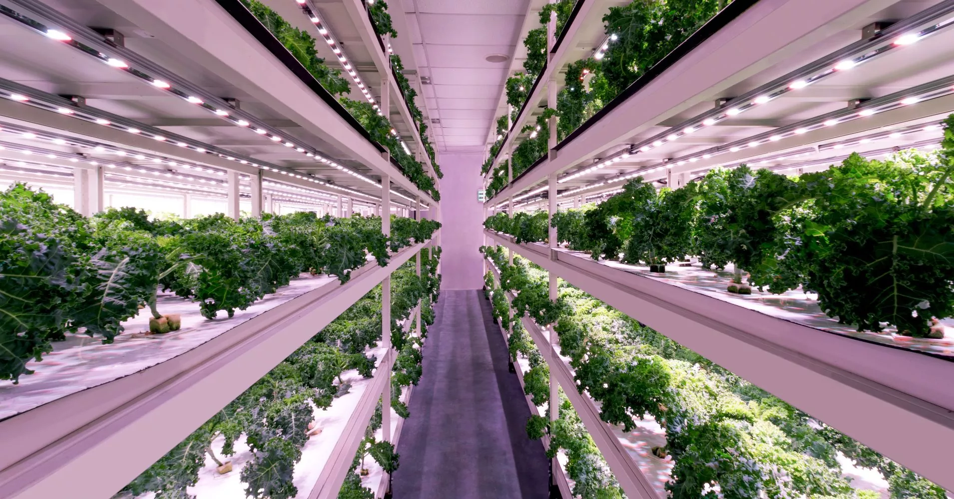 Sustainable Food Production with Vertical Gardening