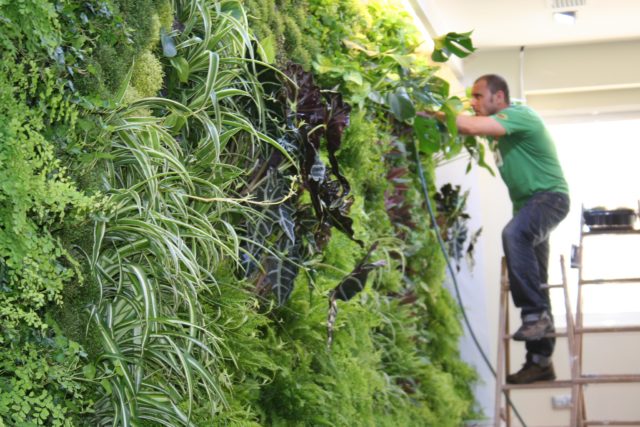 The Role of Vertical Gardens in Ecosystems