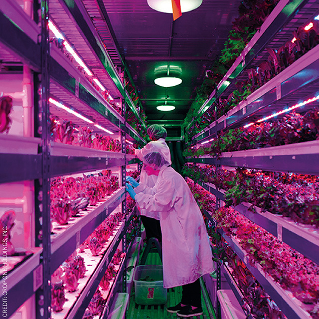 Vertical Farming's Role in Reducing Food Waste