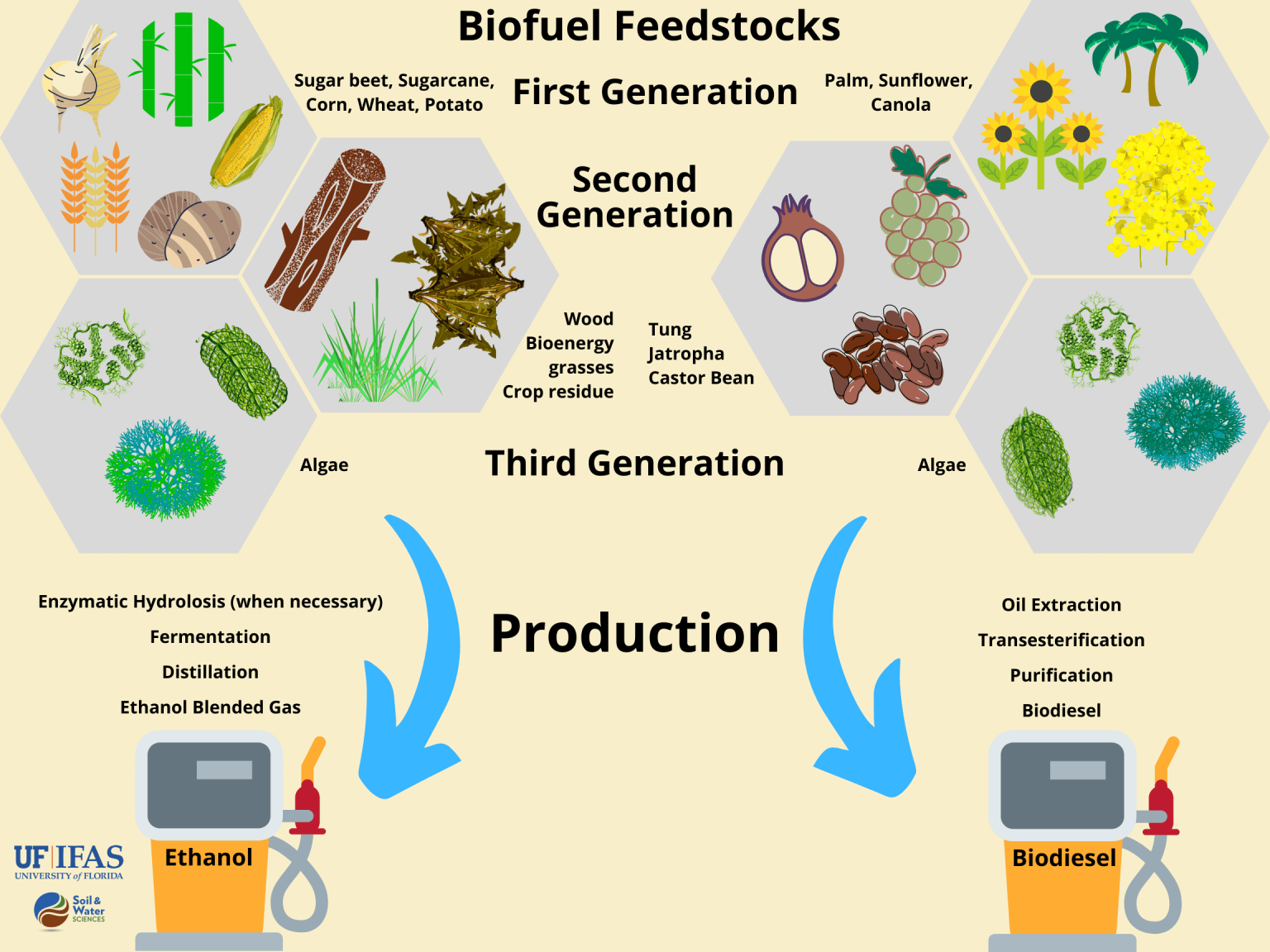 A Sustainable Future Powered by Biofuels: A Thought Leader's Vision