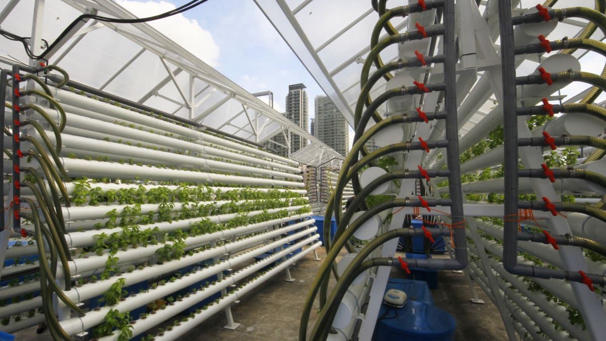 Vertical Farming and Food Security