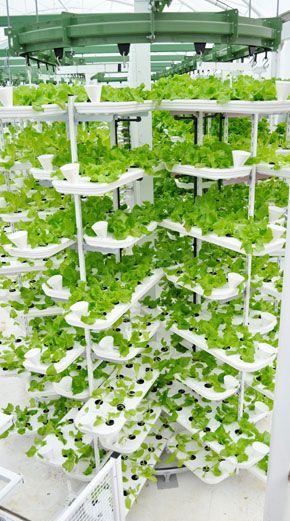 Vertical Farms: A Sustainable Investment Opportunity