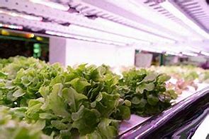 Vertical Farming and the Art of Crop Diversity