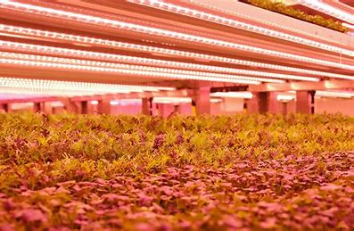 Vertical Farm Lighting and Climate Control