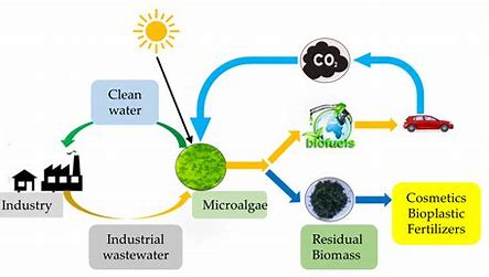 Biofuels and the Energy Transition: A Thought Leader's Analysis