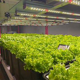 The Role of Vertical Farms in Local Food Movements