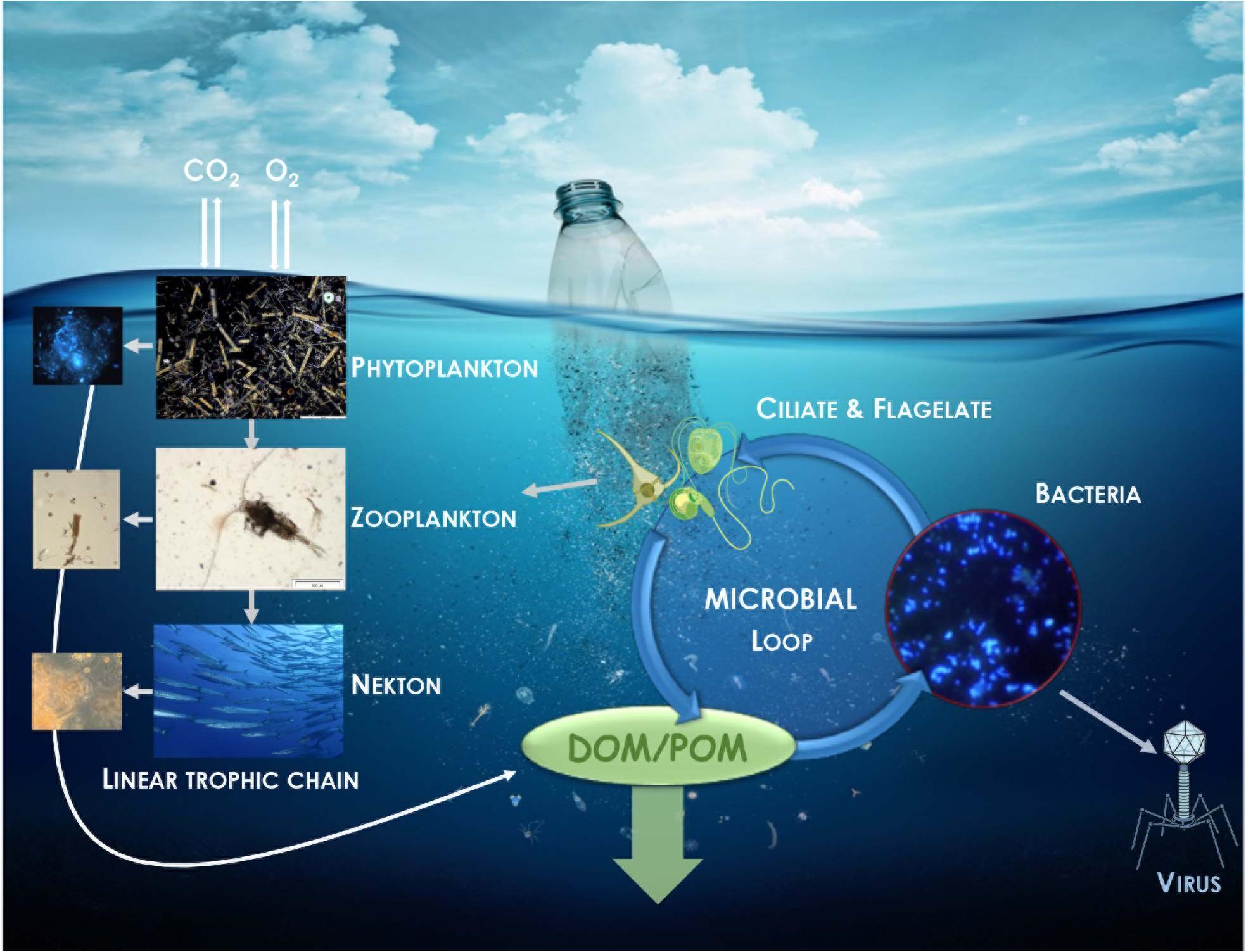 The potential of biodegradable plastics in waste reduction