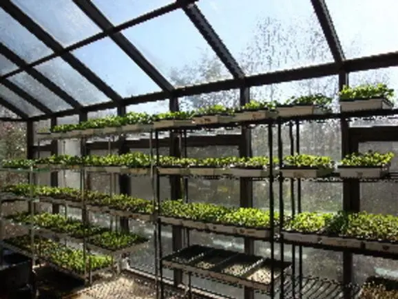 Vertical Farming and the Evolution of Sustainable Farm-to-Table