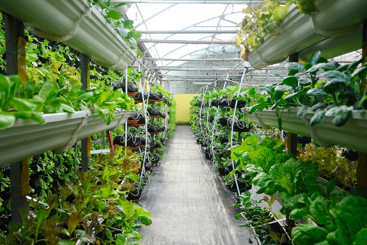 Vertical Farming and Reducing Food Waste