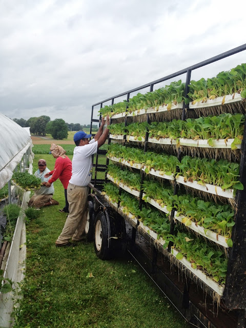 The Economic Viability of Vertical Garden Businesses