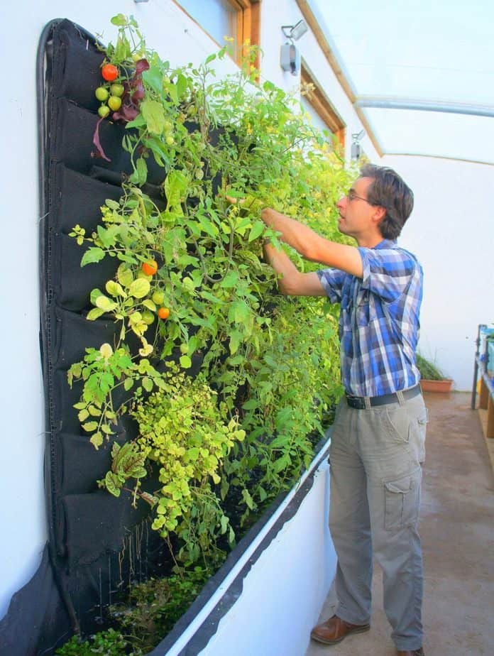 Seasonal Care for Vertical Gardens