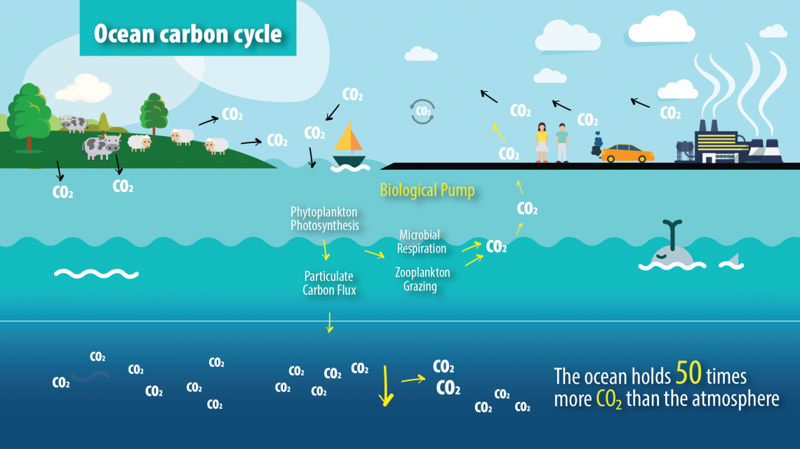 Sustainability at Sea: The Role of Ocean Energy in Maritime Industries