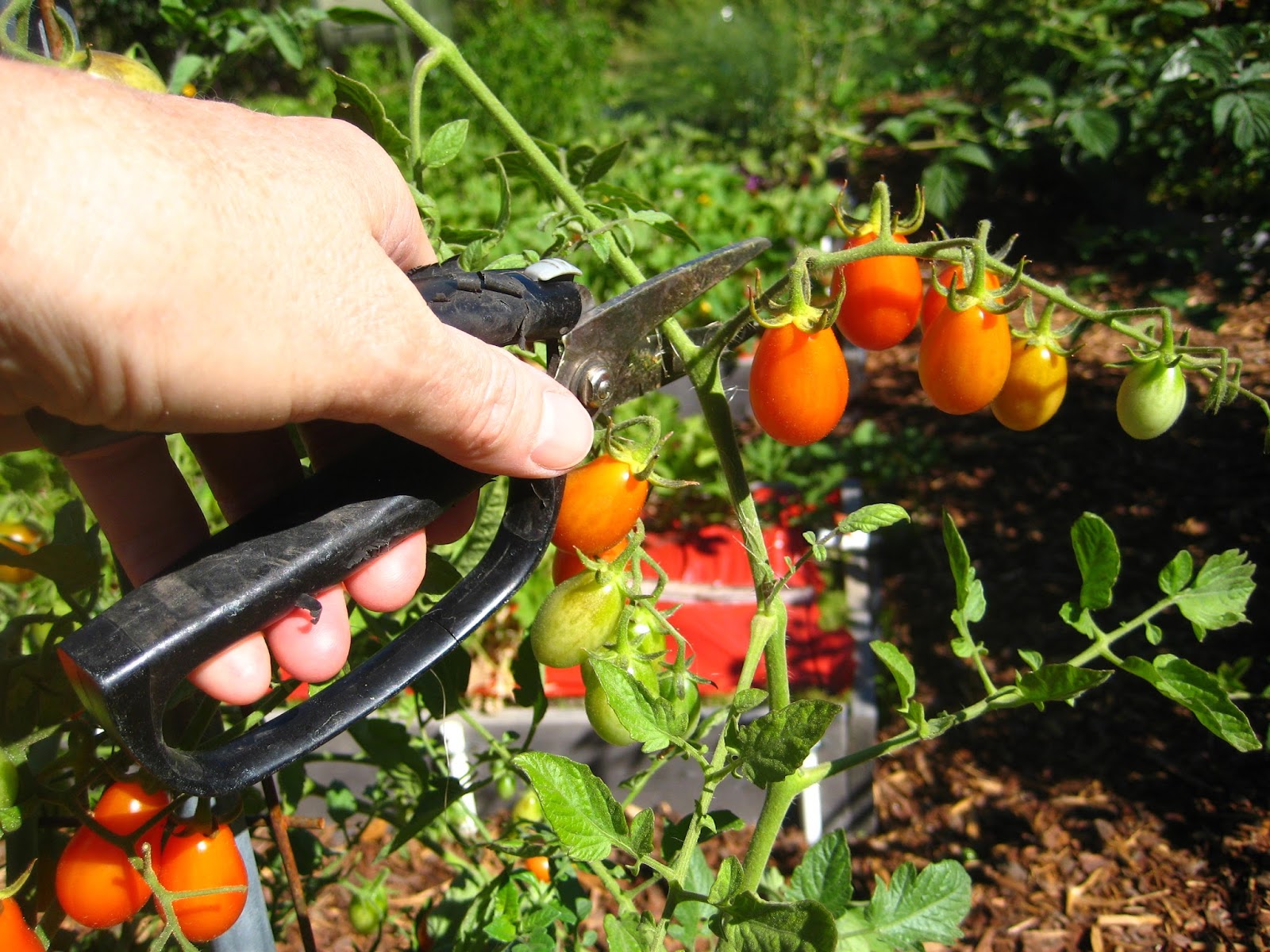 Tips for Pruning and Trimming Vertical Gardens