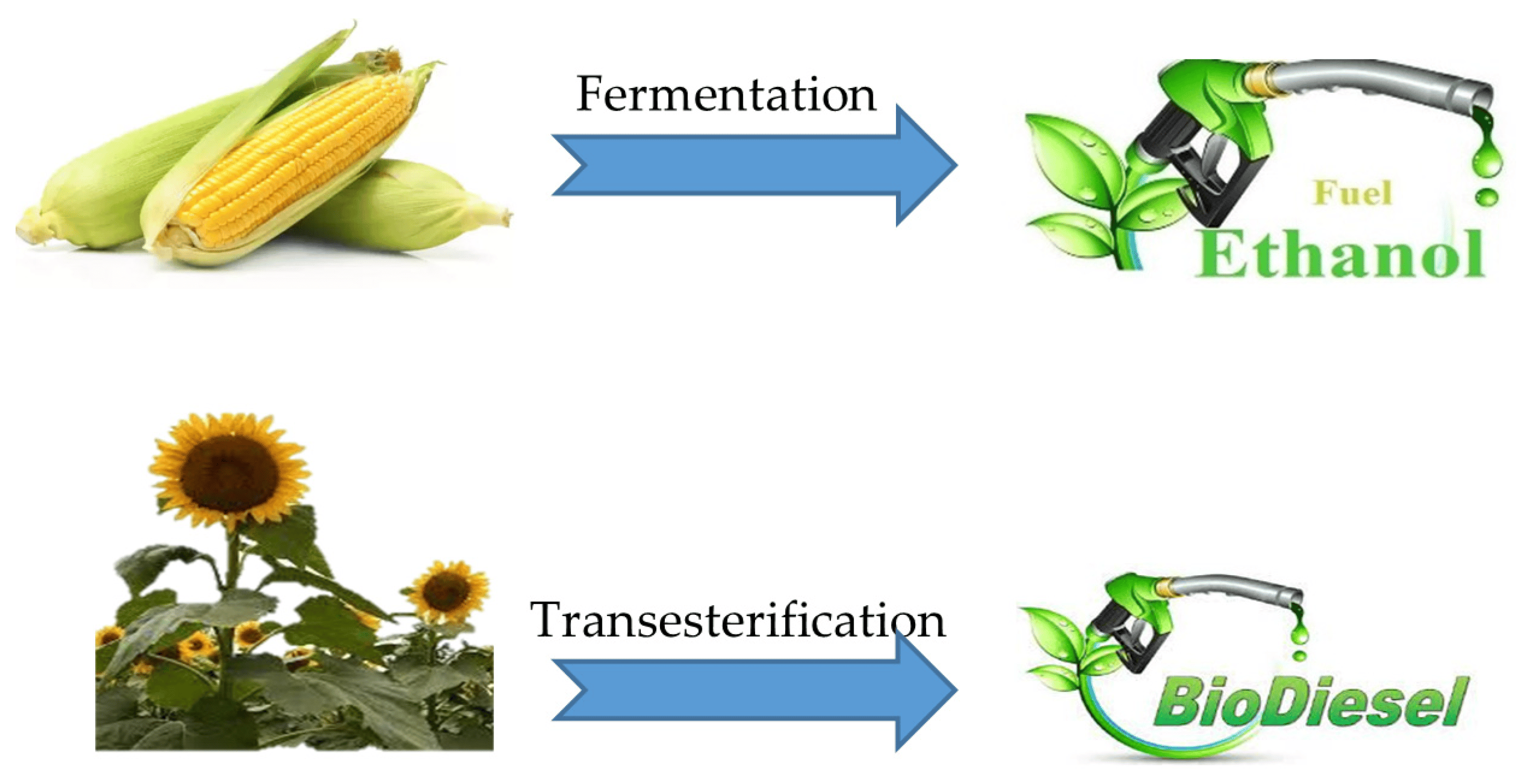 Biofuels' Role in Energy Diversification