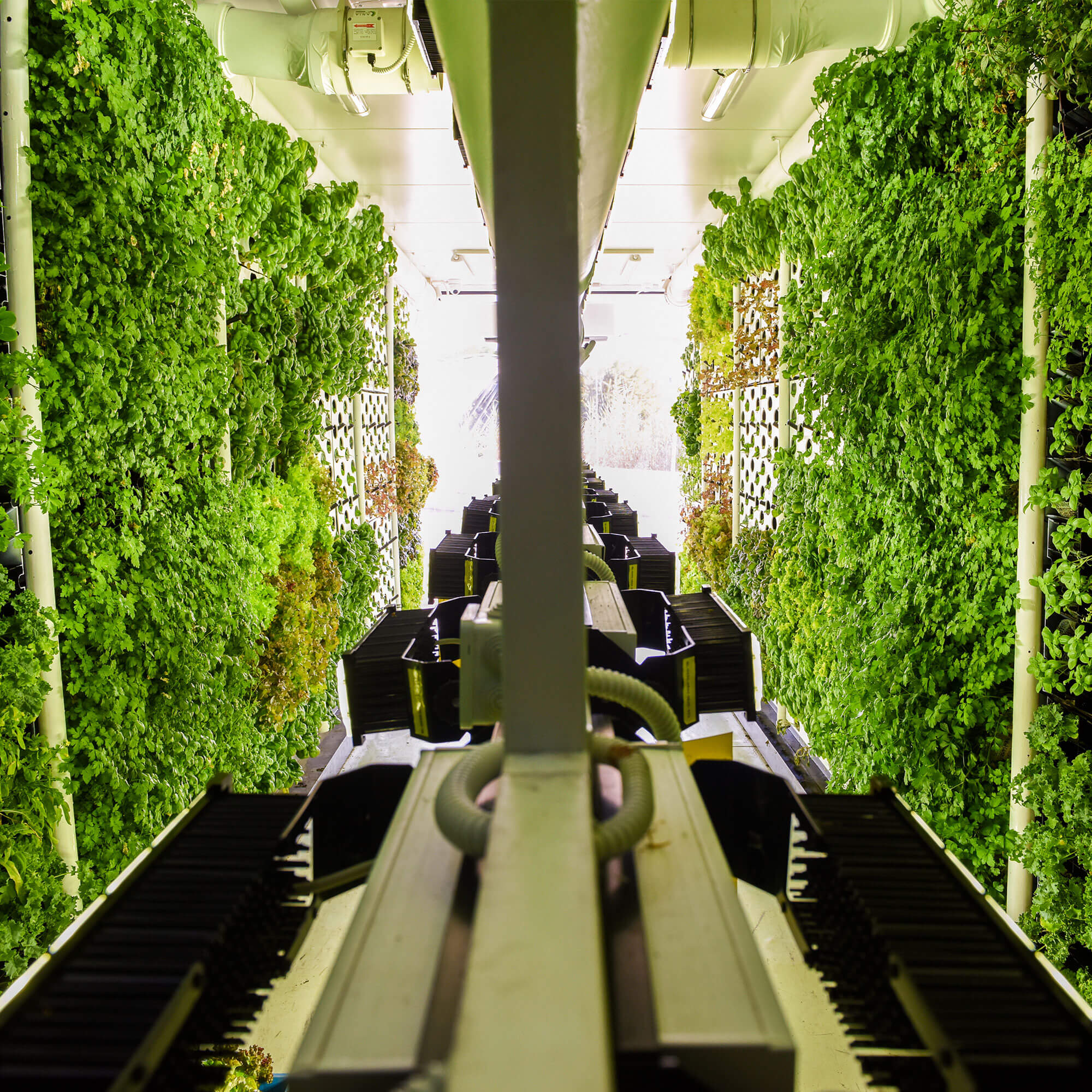 Urban Agriculture Revolution: How Vertical Gardens Play a Role