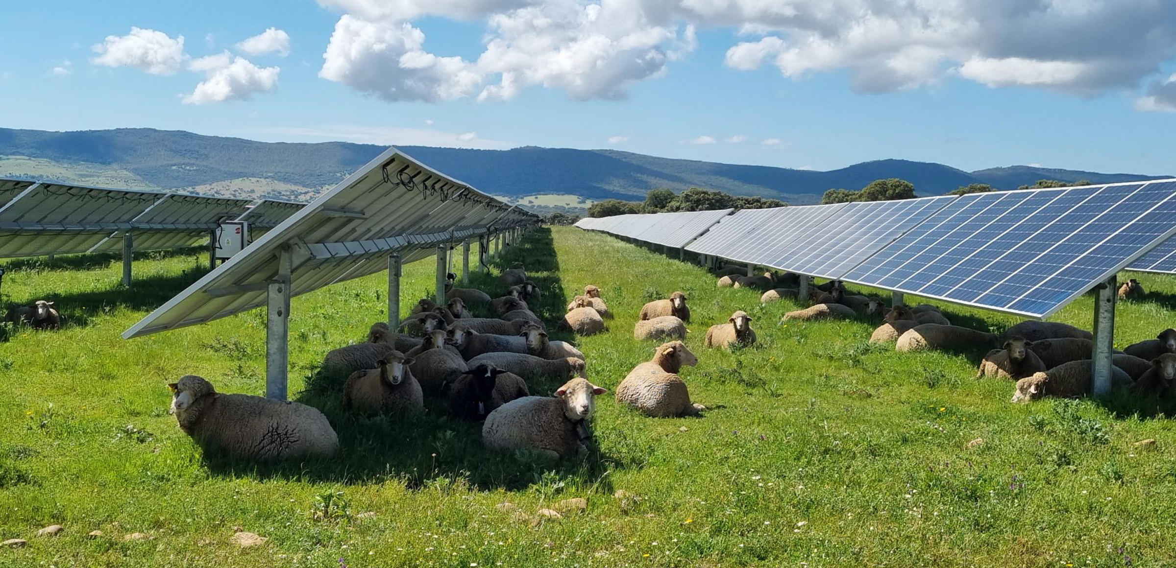 The Intersection of Solar Energy and Urban Farming