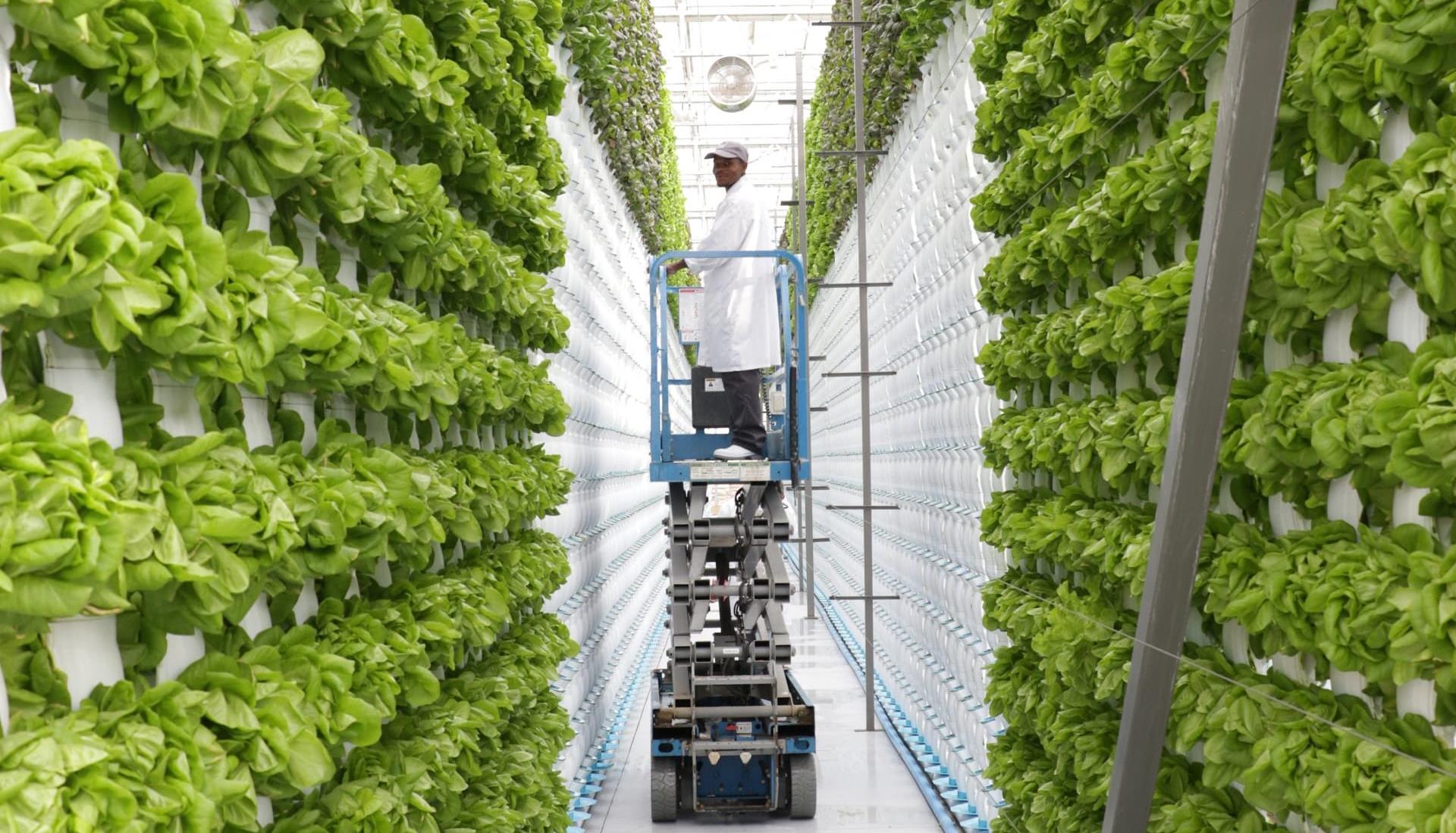 The Future of Vertical Farming