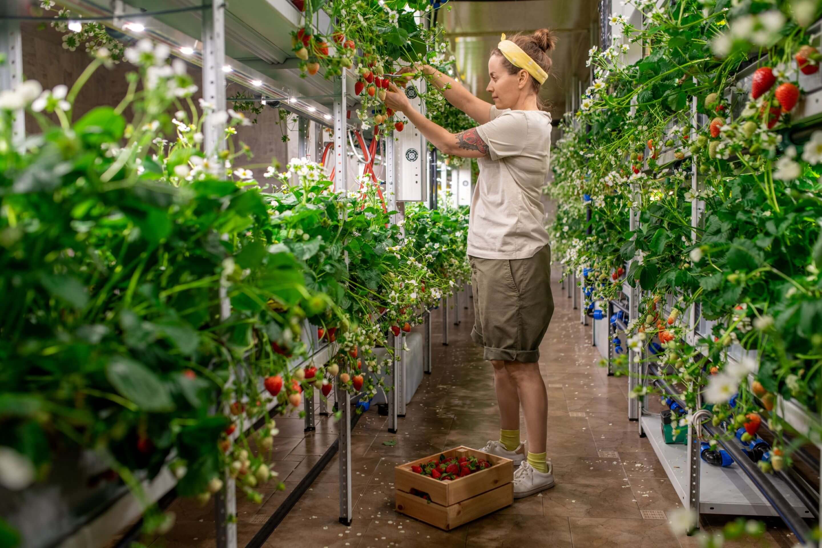 Sustainability Benefits of Vertical Farming