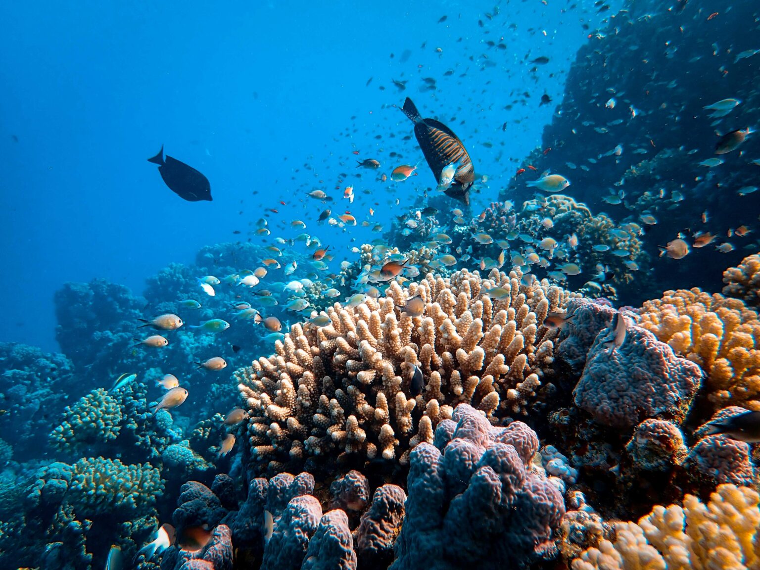 Rainforests of the sea - Coral Reefs